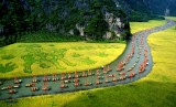 Tam Coc vang